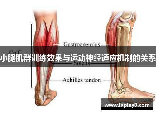 小腿肌群训练效果与运动神经适应机制的关系